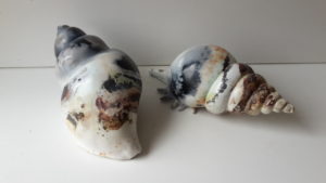 coquillage cuisson en gazette